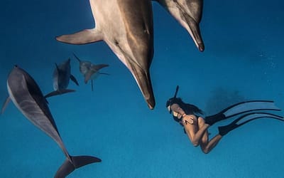 “Sail & Freedive” dolphin retreat in Marsa Alam, Egypt